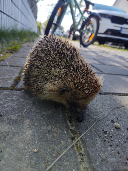 Fundtier Igel